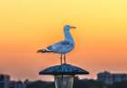 Seagull at sunset, Plymouth Hoe, Plymouth, Devon, England. Art Print
